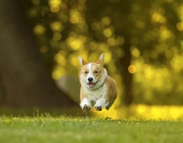 O Corgi possui muita energia e amor para dar
