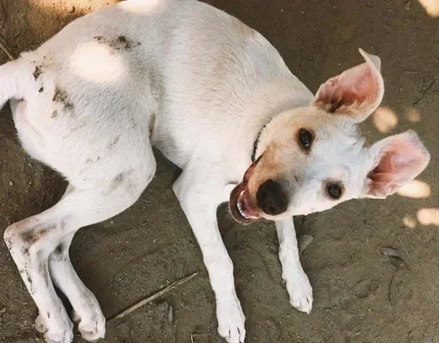 Vira-lata branco: quem concorda que @Flashocachorro parece um cãozinho de desenho animado?