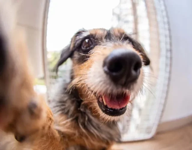 O olfato do cachorro é tão poderoso que o animal é capaz de armazenar os diferentes cheiros na memória