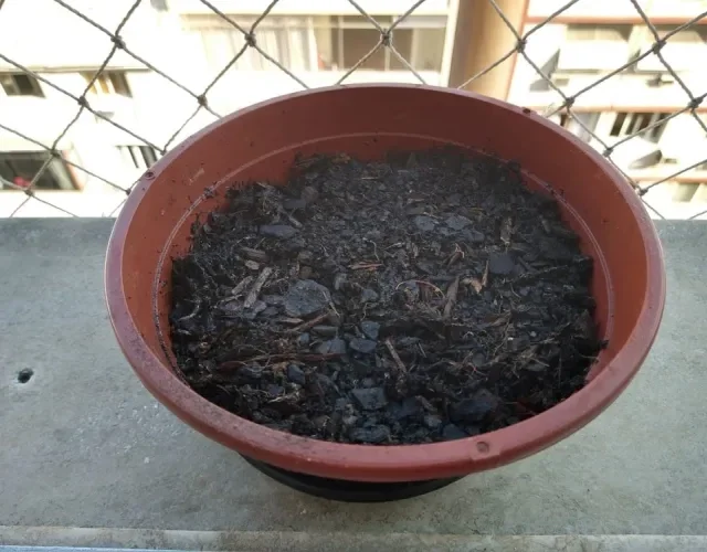 Passo 6: Coloque o vaso em uma janela bem iluminada e regue em dias alternados