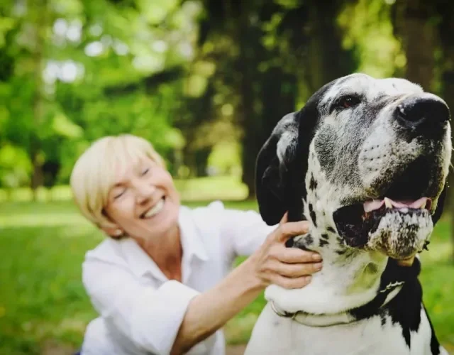 Os maiores cachorros do mundo são da raça Dogue Alemão (Foto: ShutterStock)