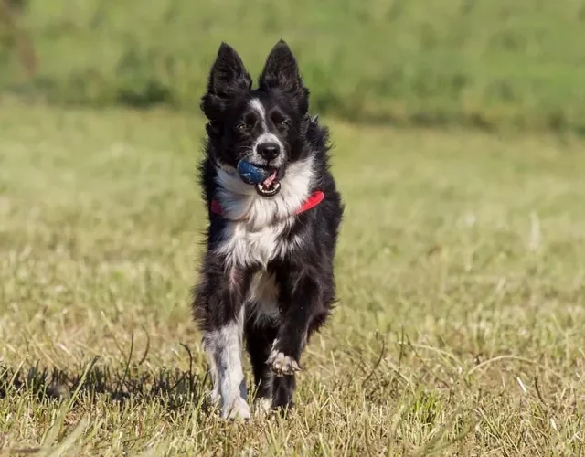 O Border Collie tem um corpo atlético e pode pesar entre 12 e 20 kg