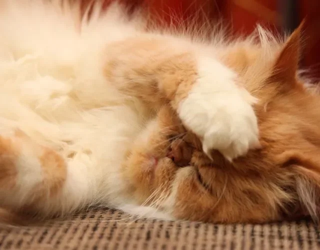 As cores de gato podem até se confundir, como é o caso desse Persa bicolor com laranja e bege