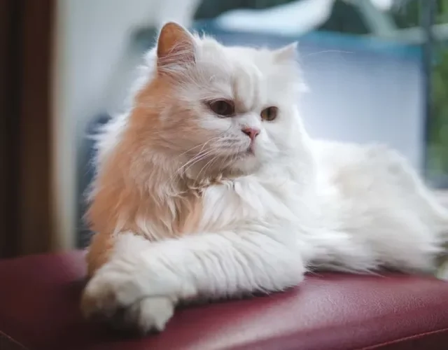 O gato Persa é popularmente conhecido por sua pelagem branca e macia