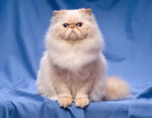 Cores de gatos: o creme é uma tonalidade bem mais clarinha da coloração laranja