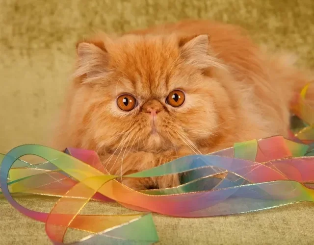 Gato Persa também pode apresentar a cor laranja (ou vermelho)