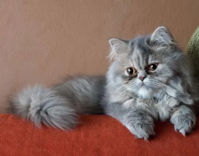 Cores de gato Persa: o cinza (ou prata) traz um charme super especial para os pelos do felino