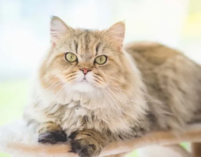Cores de gato Persa: também é possível encontrar a raça com pequenas listras, no padrão tigrado
