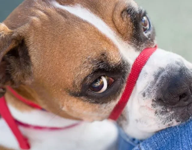 A coleira cabresto para cachorro lembra uma focinheira, mas tem uma função bem específica