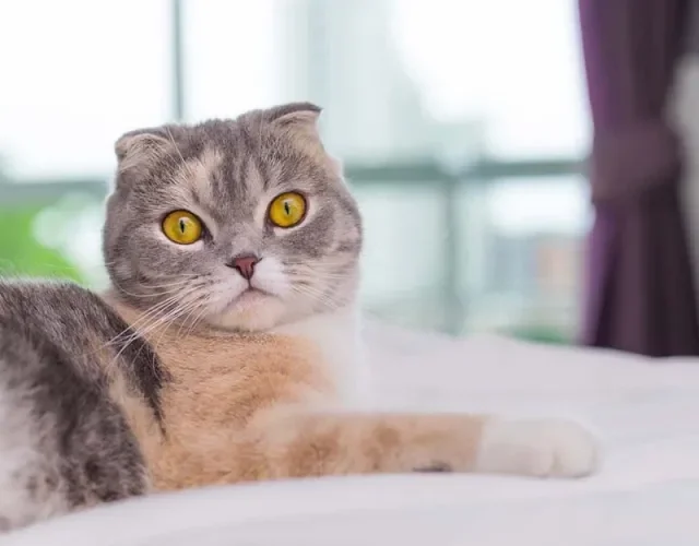 Gato Scottish Fold: haja coração para lidar com tanta fofura, né?