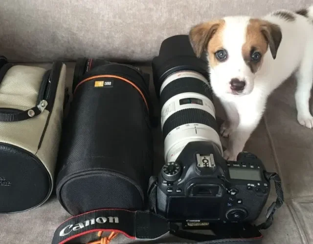 camera e filhote de cachorro