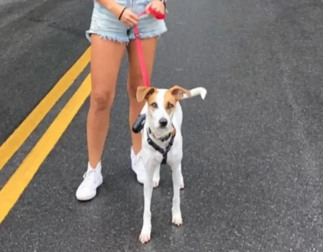 passear com cachorro na rua