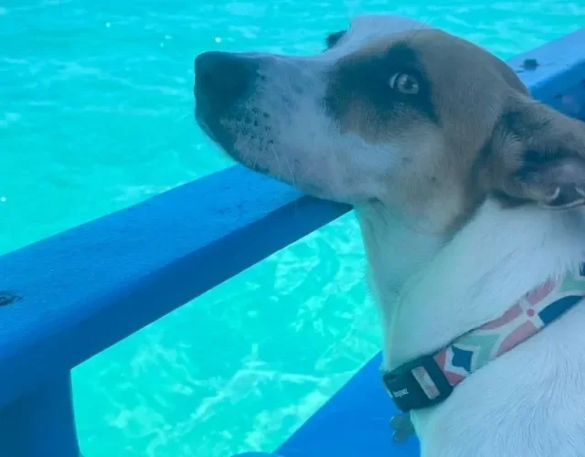 cachorro perto do mar 