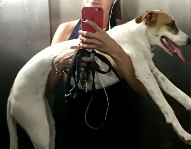 cachorro gigante no colo