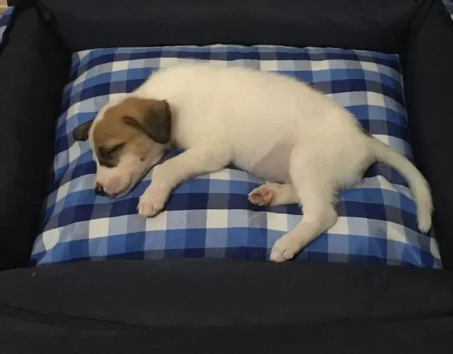 filhote de cachorro deitado 