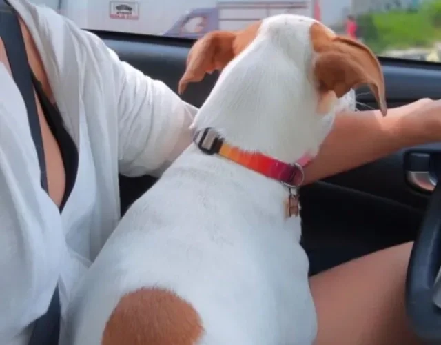 passear com cachorro de carro 