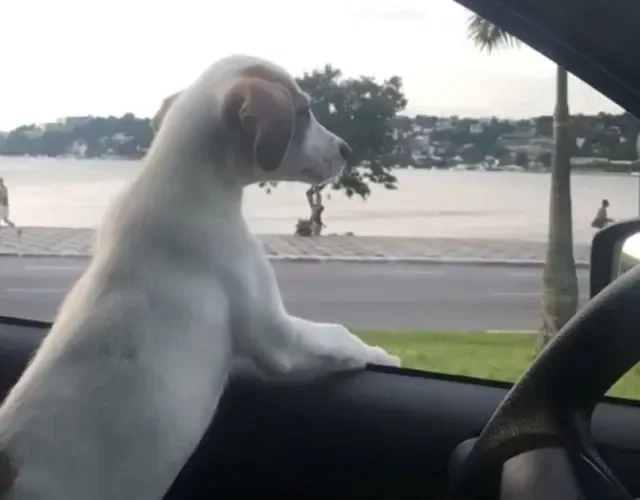 passear com cachorro de carro 