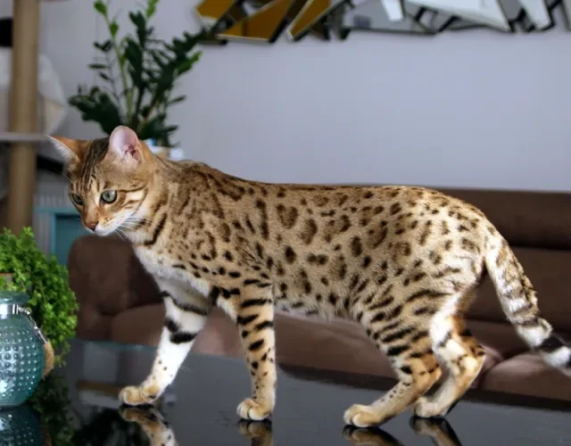  O Bengal é um gato que solta menos pelo