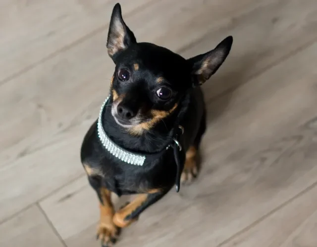 Pinscher preto olhando para cima