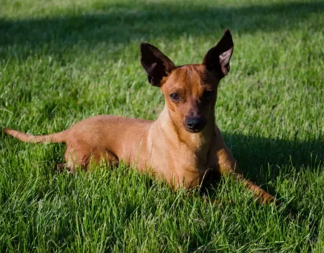 Pinscher caramelo deitado na grama