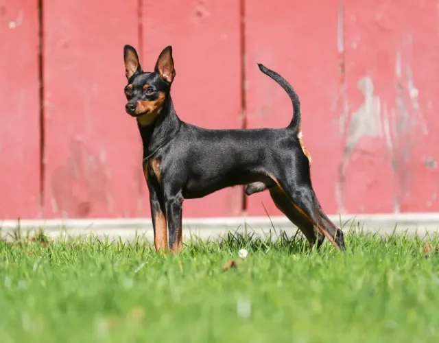 Pinscher com casa vermelha de fundo