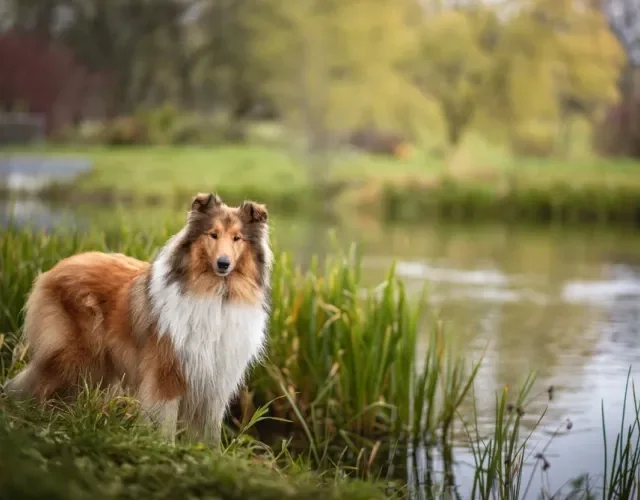 Collie perto de um lago