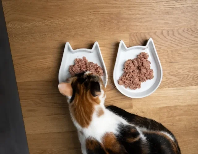 O sachê para gatos pode servir como um complemento nutricional