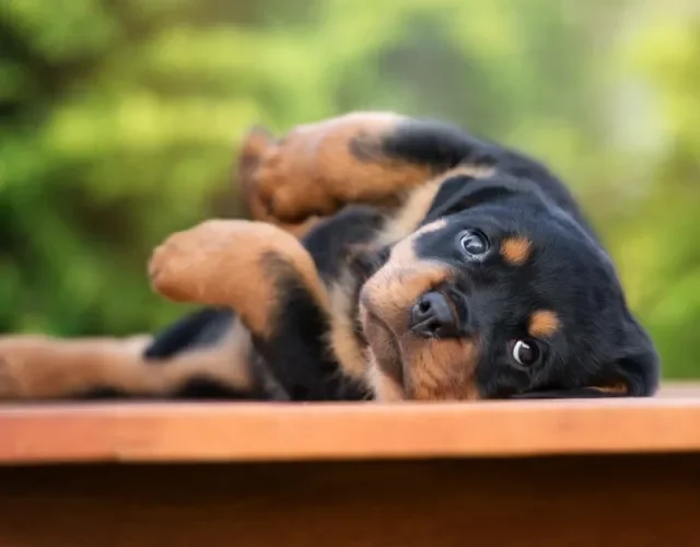 Rottweiler filhote deitado olhando com carinha de pidão