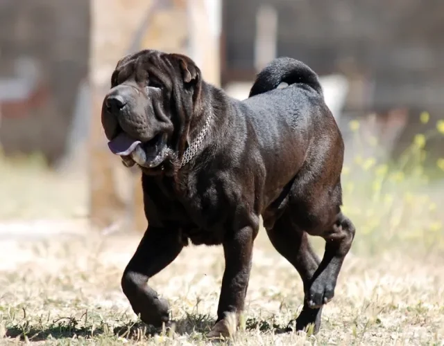 Shar Pei preto andando pelo sol