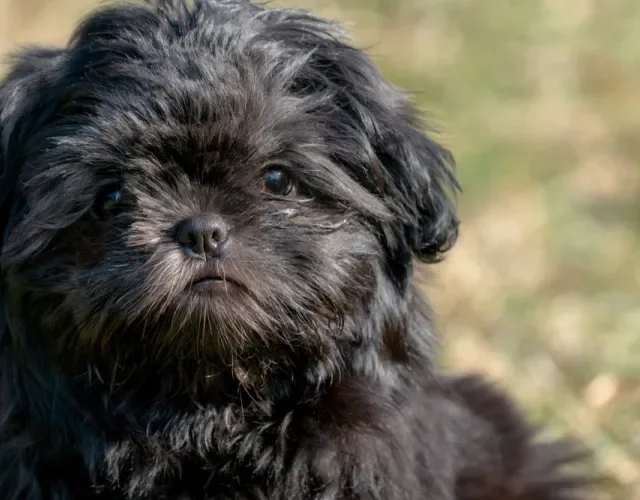 Shih Tzu filhote pretinho no sol