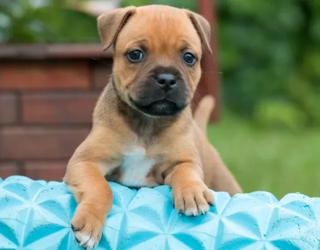Staffordshire Bull Terrier filhote marrom com patinhas para frente