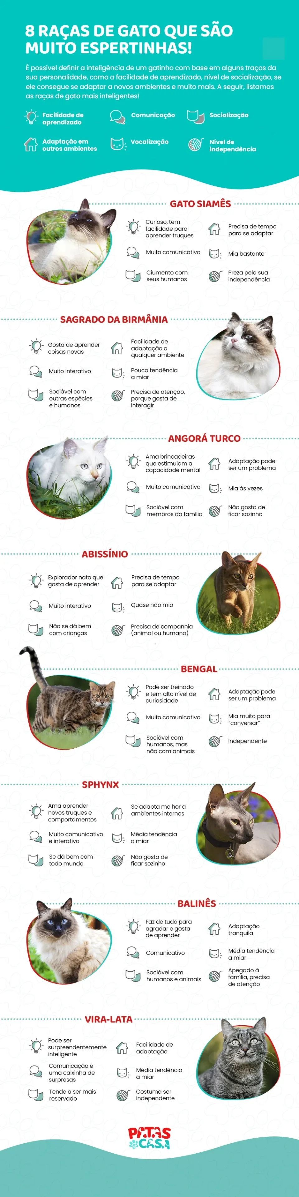 Infográfico mostrando 8 raças de gato mais inteligentes