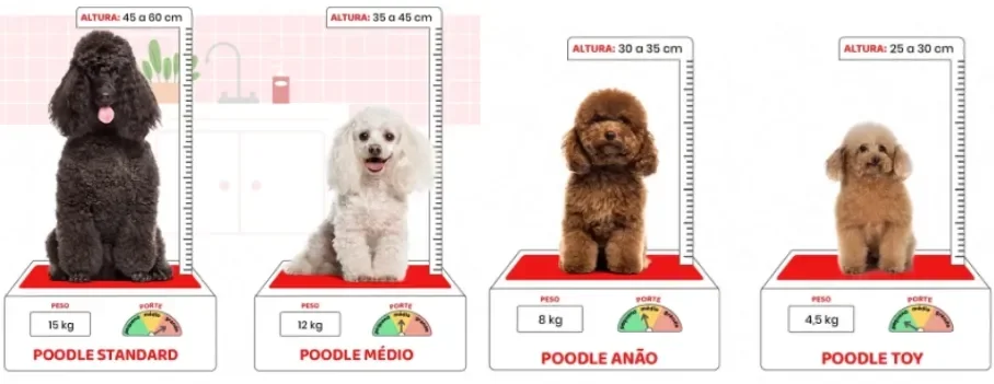 infográfico com os diferentes tamanhos de poodle
