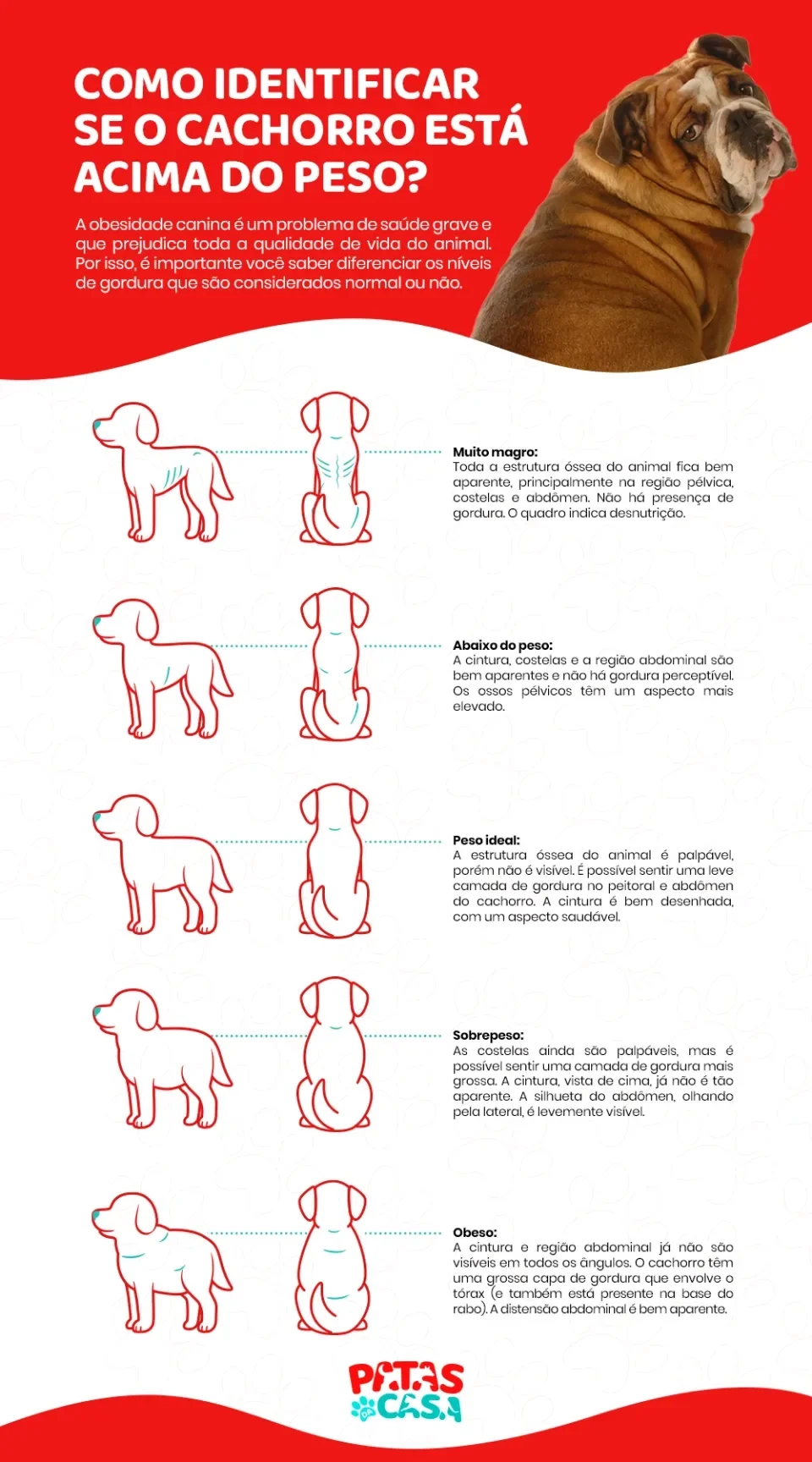 Infográfico com tabela de escore corporal de cães