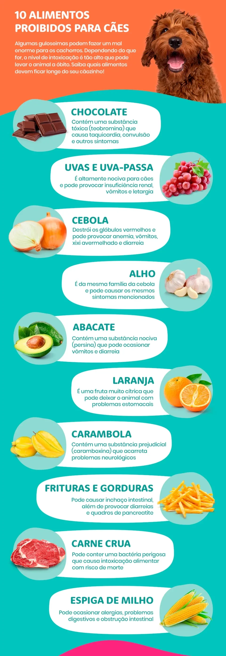 Infográfico com 10 alimentos proibidos para cachorros