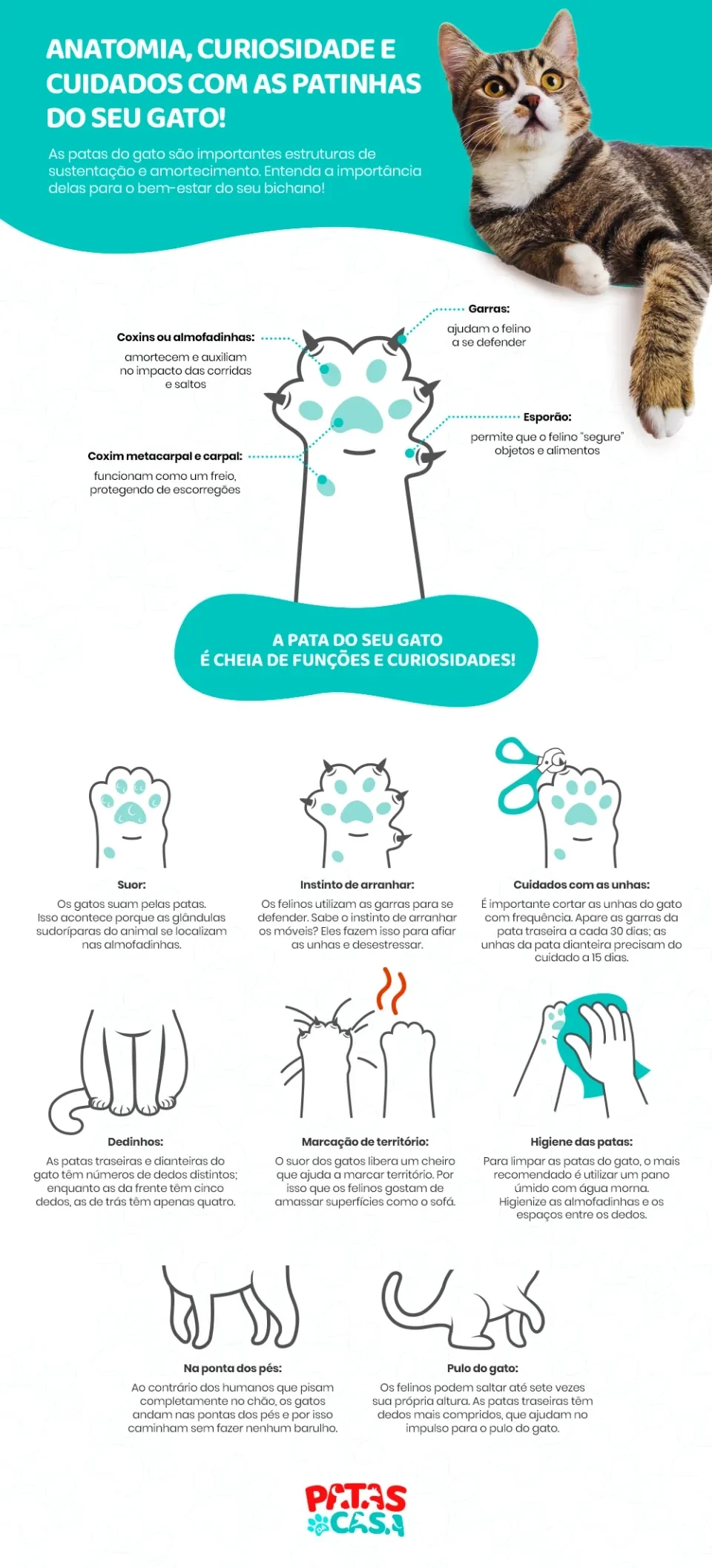 Infográfico mostrando detalhes da anatomia das patas dos gatos