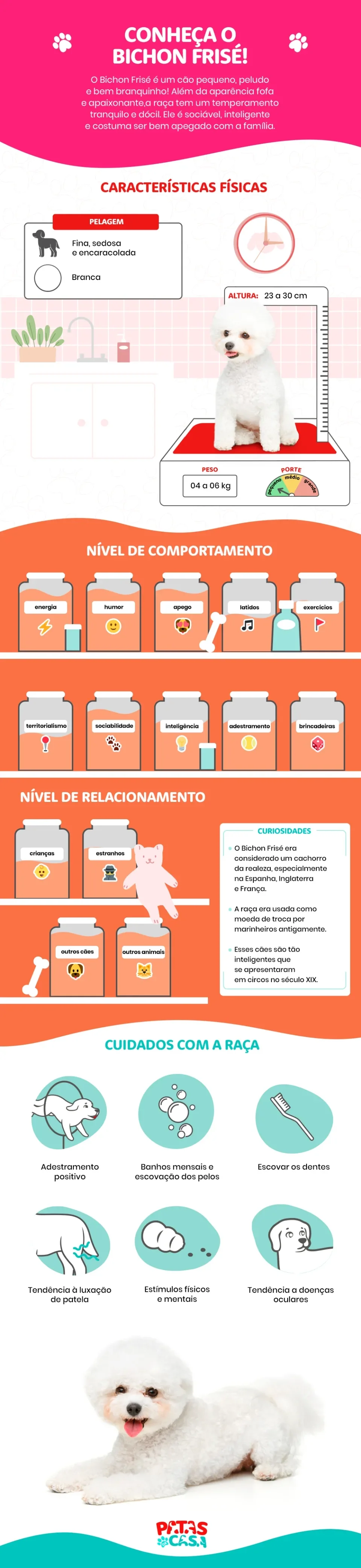 Infográfico com tudo sobre a raça Bichon Frisé