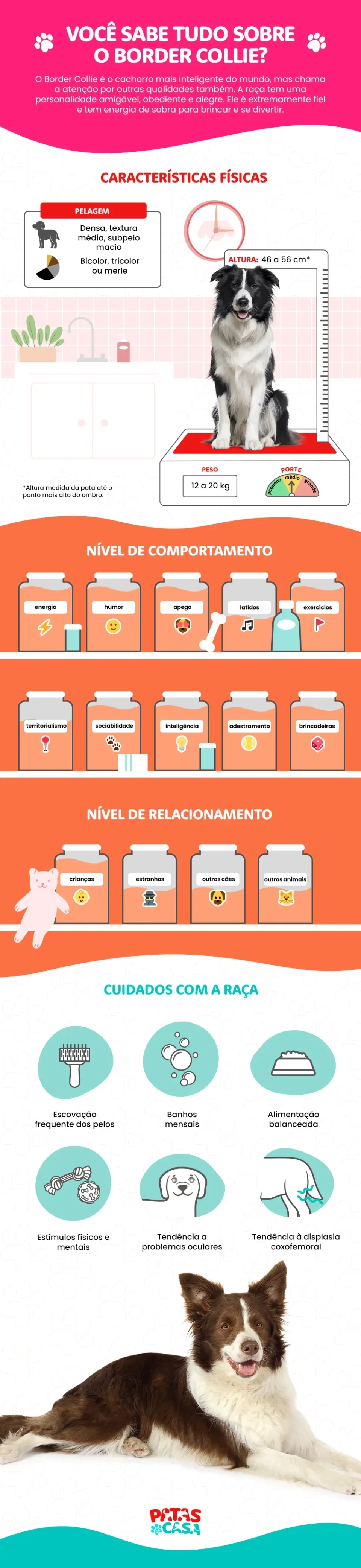 Infográfico mostrando as principais características do cão Border Collie