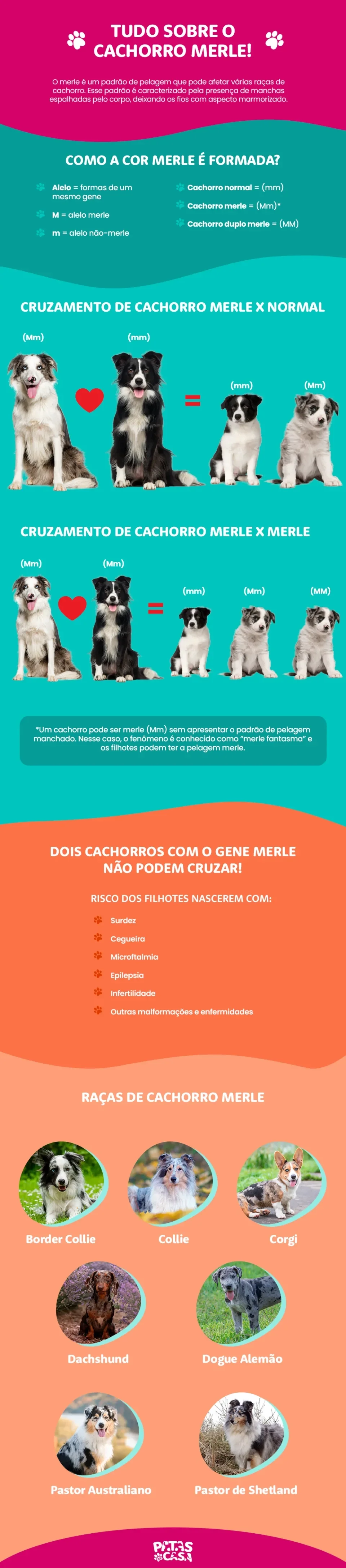 Bloco informativo mostrando como o cachorro merle é formado e quais raças têm esse padrão