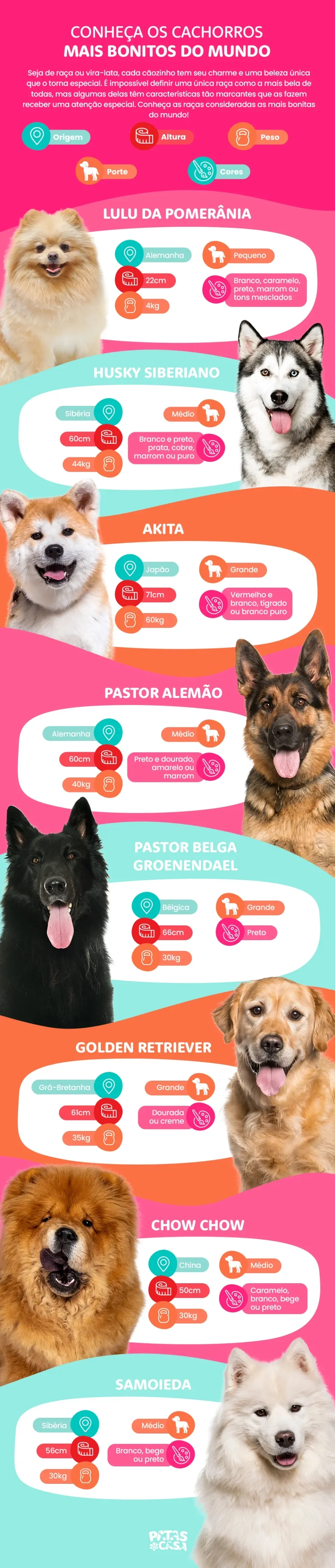infográfico sobre cachorros mais bonitos do mundo