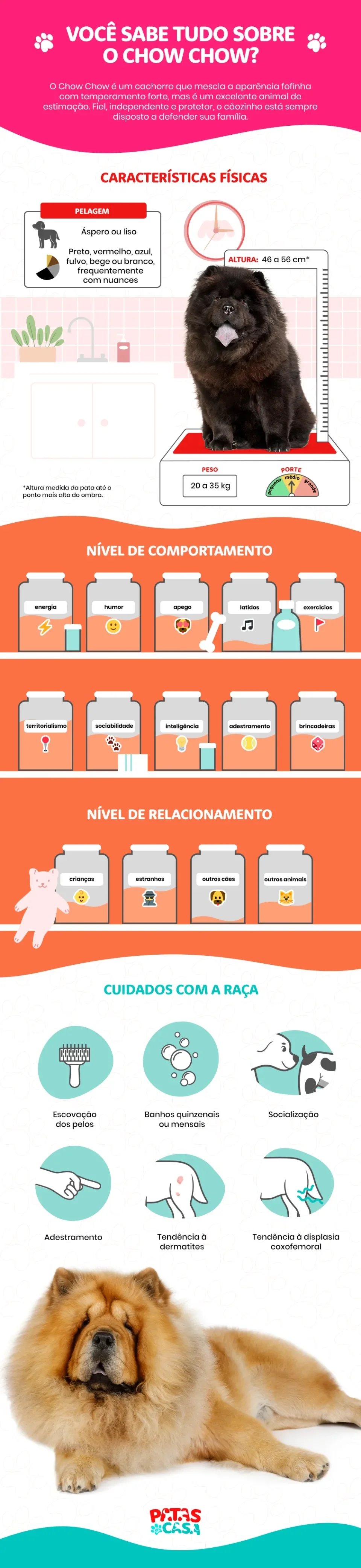 Infográfico mostrando tudo sobre a raça de cachorro Chow Chow