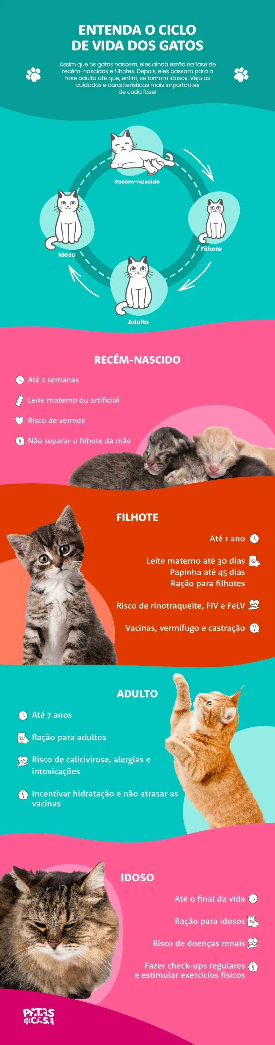 Bloco informativo mostrando o ciclo de vida dos gatos