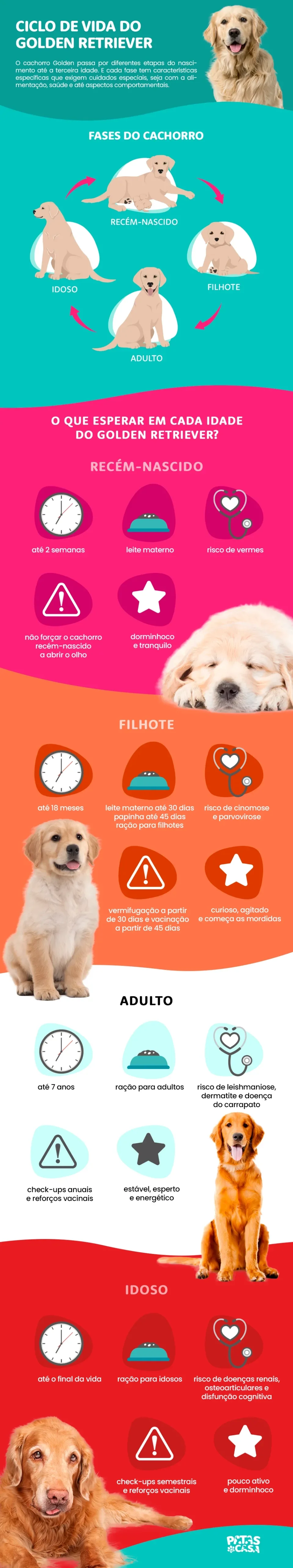 Bloco informativo mostrando o ciclo de vida do Golden Retriever