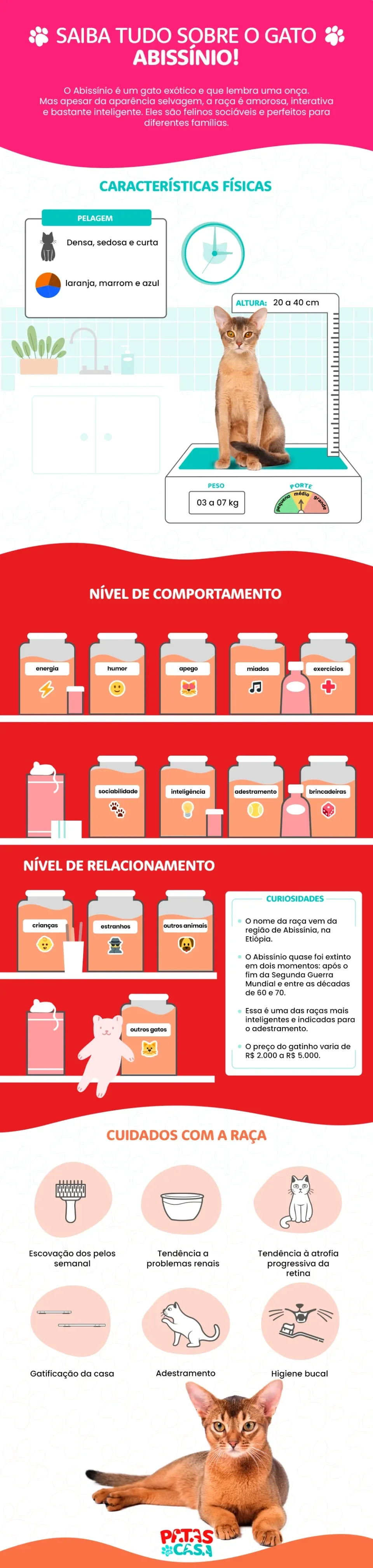 Infográfico com tudo sobre o gato Abissínio