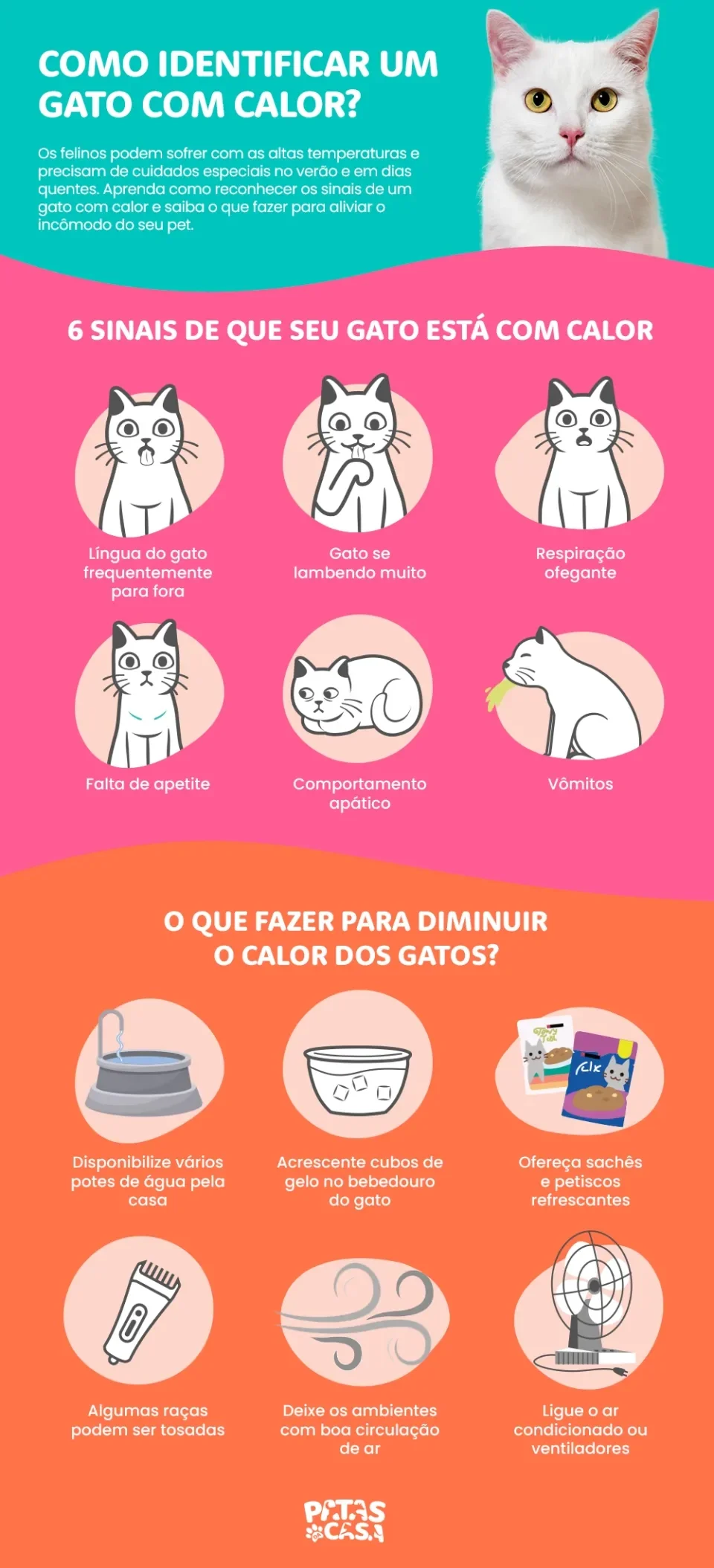 Infográfico mostrando como identificar um gato com calor