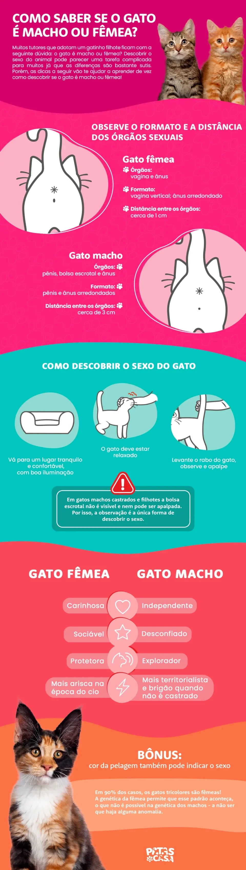infográfico como saber se o gato é macho ou fêmea