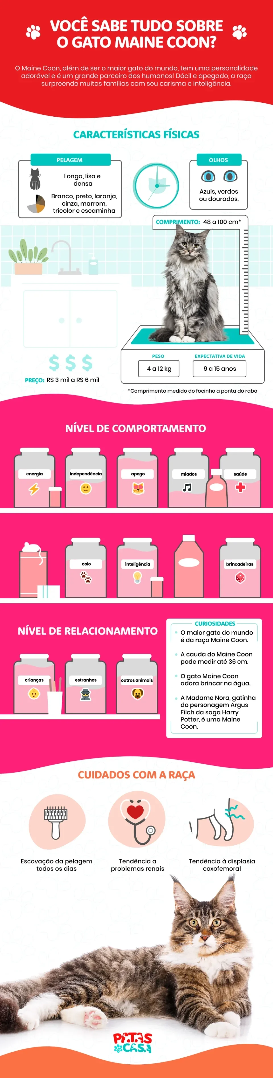 Infográfico com todas as informações sobre o gato Maine Coon