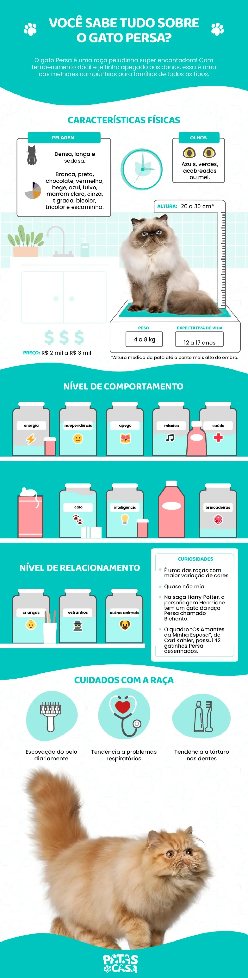 Infográfico com as principais características do gato Persa