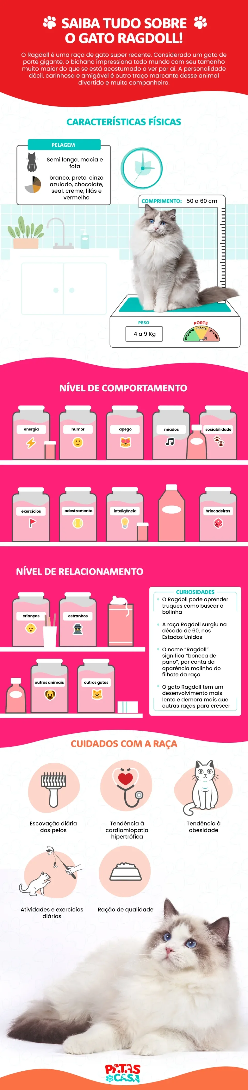 Infográfico mostrando tudo sobre a raça de gato Ragdoll