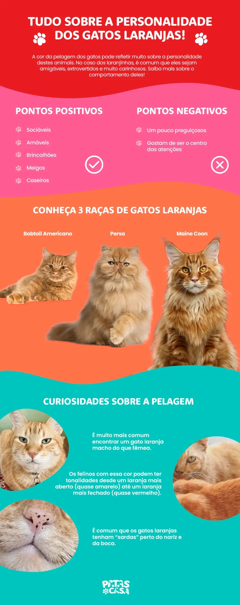 Infográfico com tudo sobre os gatos laranjas